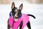 AiryVest Double-sided jacket for dogs - S30 - purple&pink Online now